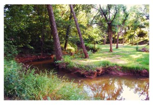 Creek in Summertime