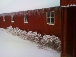 Icicles on the Barn