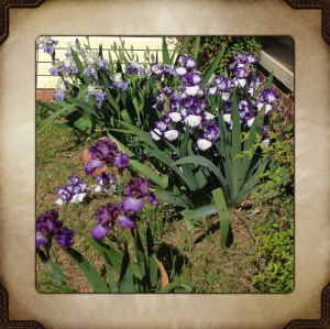 Irises from the Grandmothers