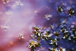 These flowery waters