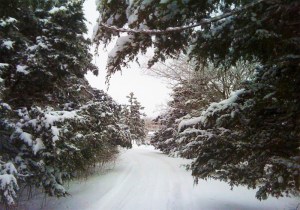 The blizzard sculptured