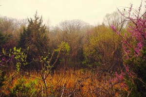 the springing of the year