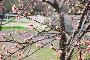 Apple Blossoms