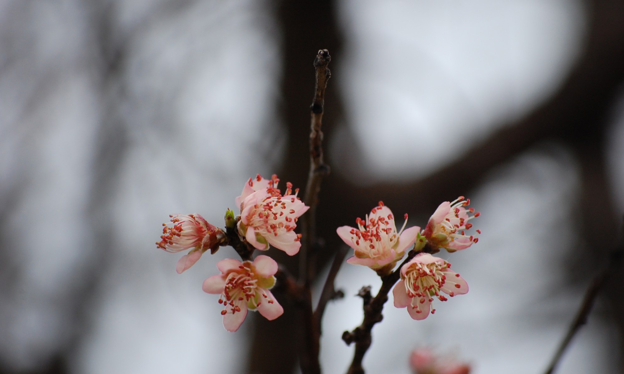 apple blossoms