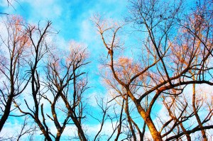 sunlight in a winter wood