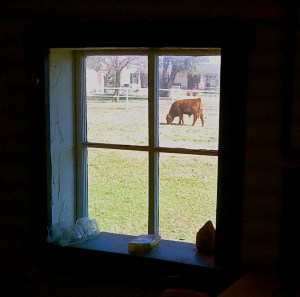 View from Shop Window
